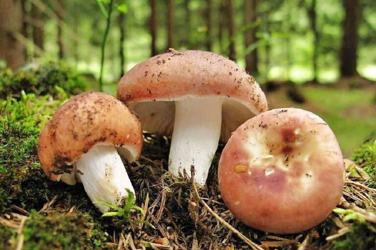 Под Запорожьем двое людей отравились грибами сыроежками