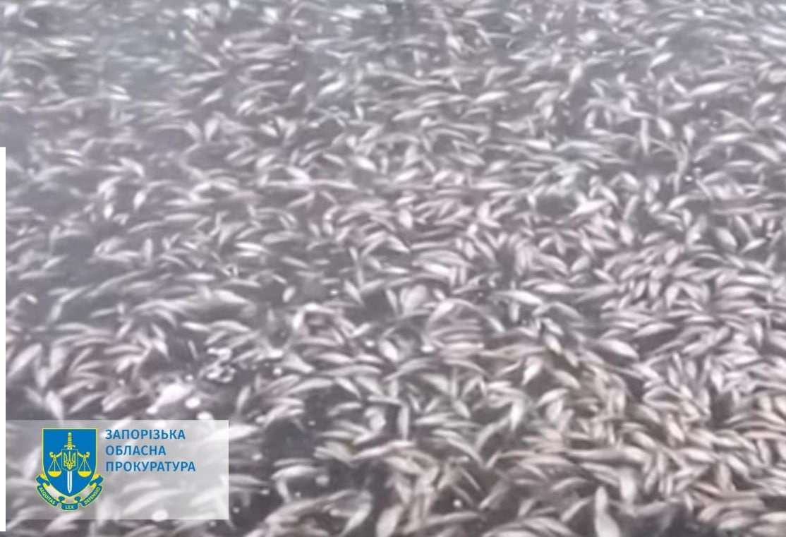 В реке Днепр заметили массовую гибель рыбы: прокуратура начала производство