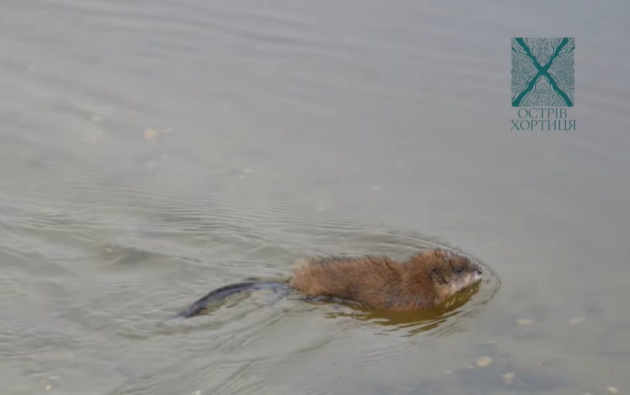 На острове Хортица в Запорожье заметили болотную ондатру. ВИДЕО