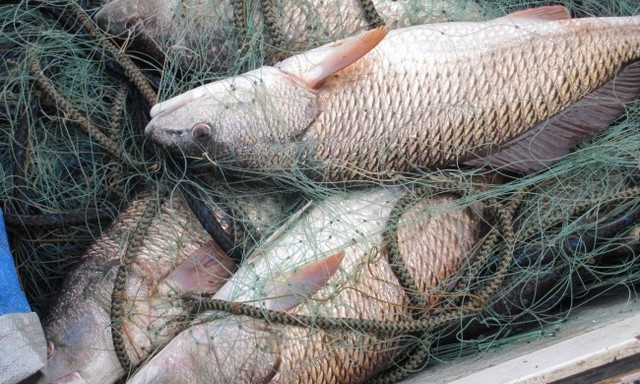 Браконьєра в Запорізькій області судитимуть: наловив риби на 300 тисяч гривень