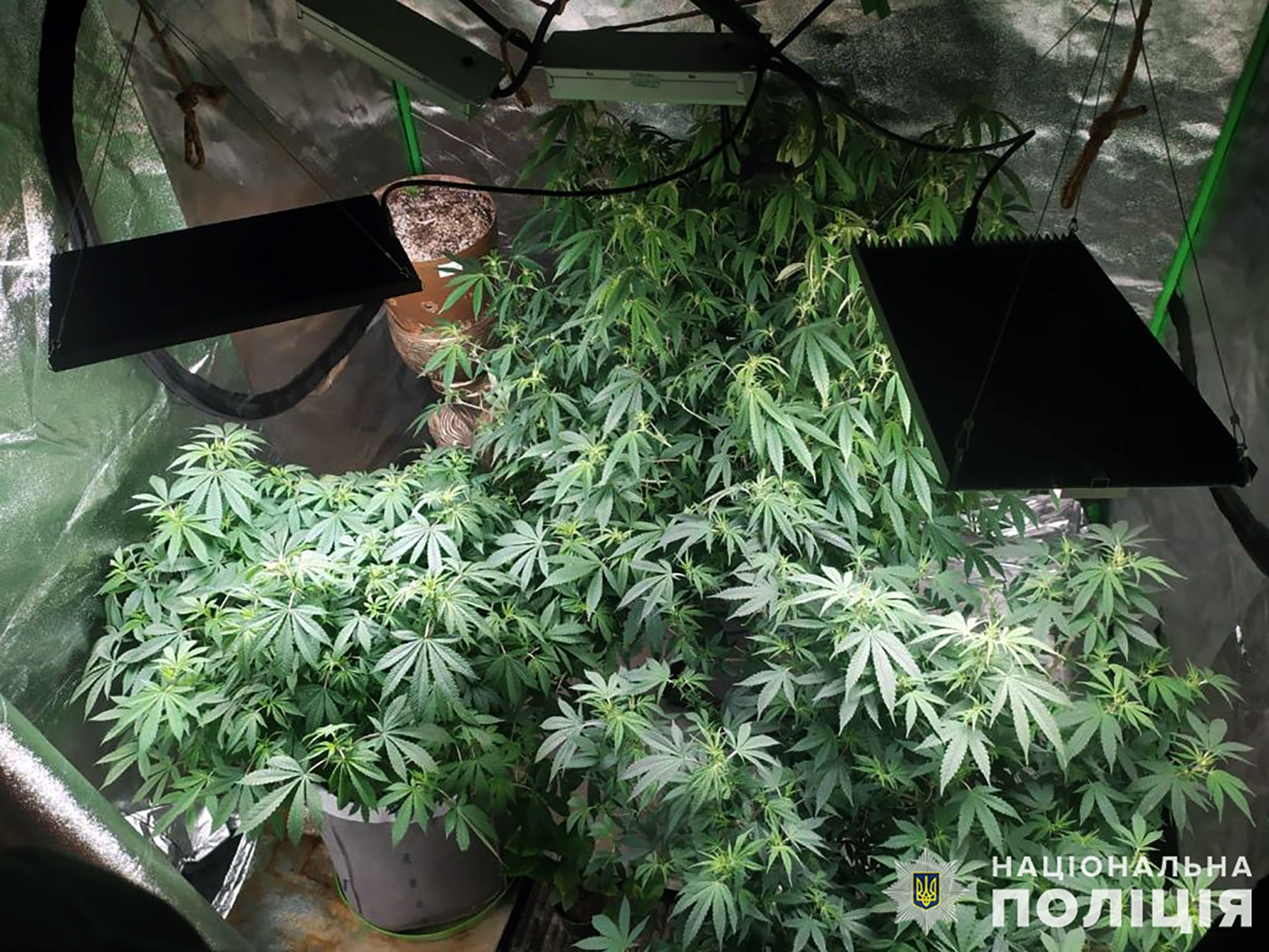Полиция поймала наркоторговцев в Запорожье: выращивали сады конопли. ФОТО