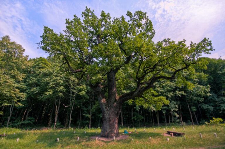 Высадить 300 деревьев: в Запорожье ищут желающих помочь в озеленении города