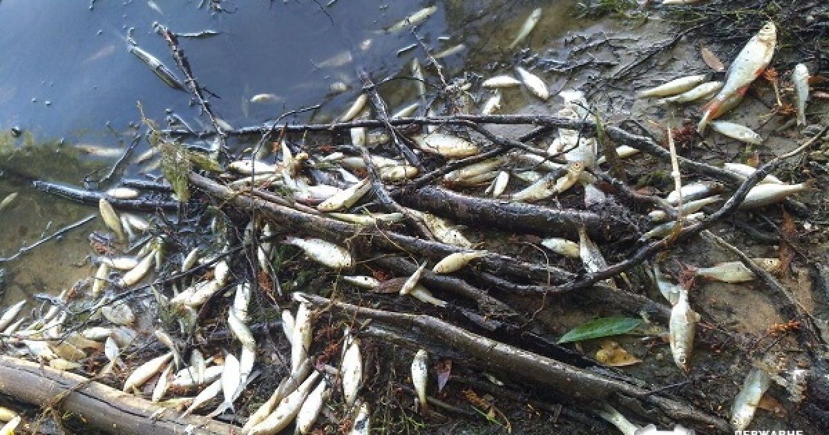 Заборона на вилов риби в Запоріжжі: що відомо