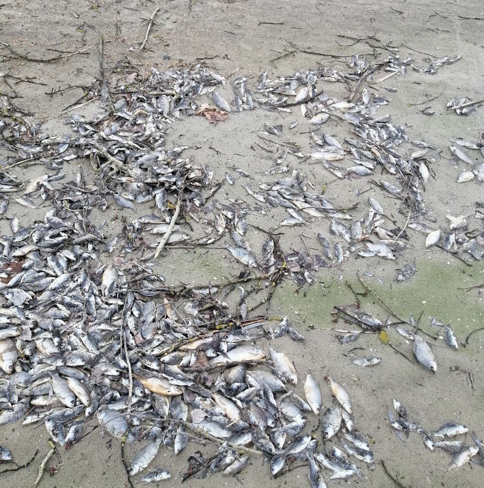 Риба на Запоріжжі гине через обміління Каховського водосховища. ФОТО