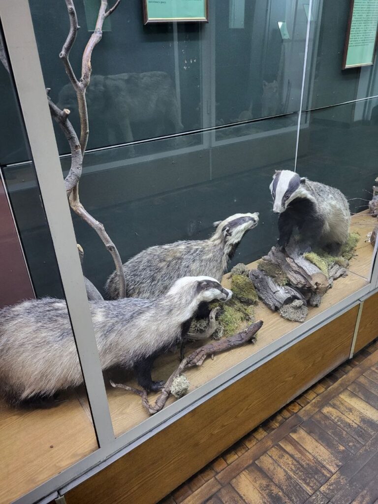 В Запорожье покажут уникальную коллекцию чучел хищных степных животных: где она находится