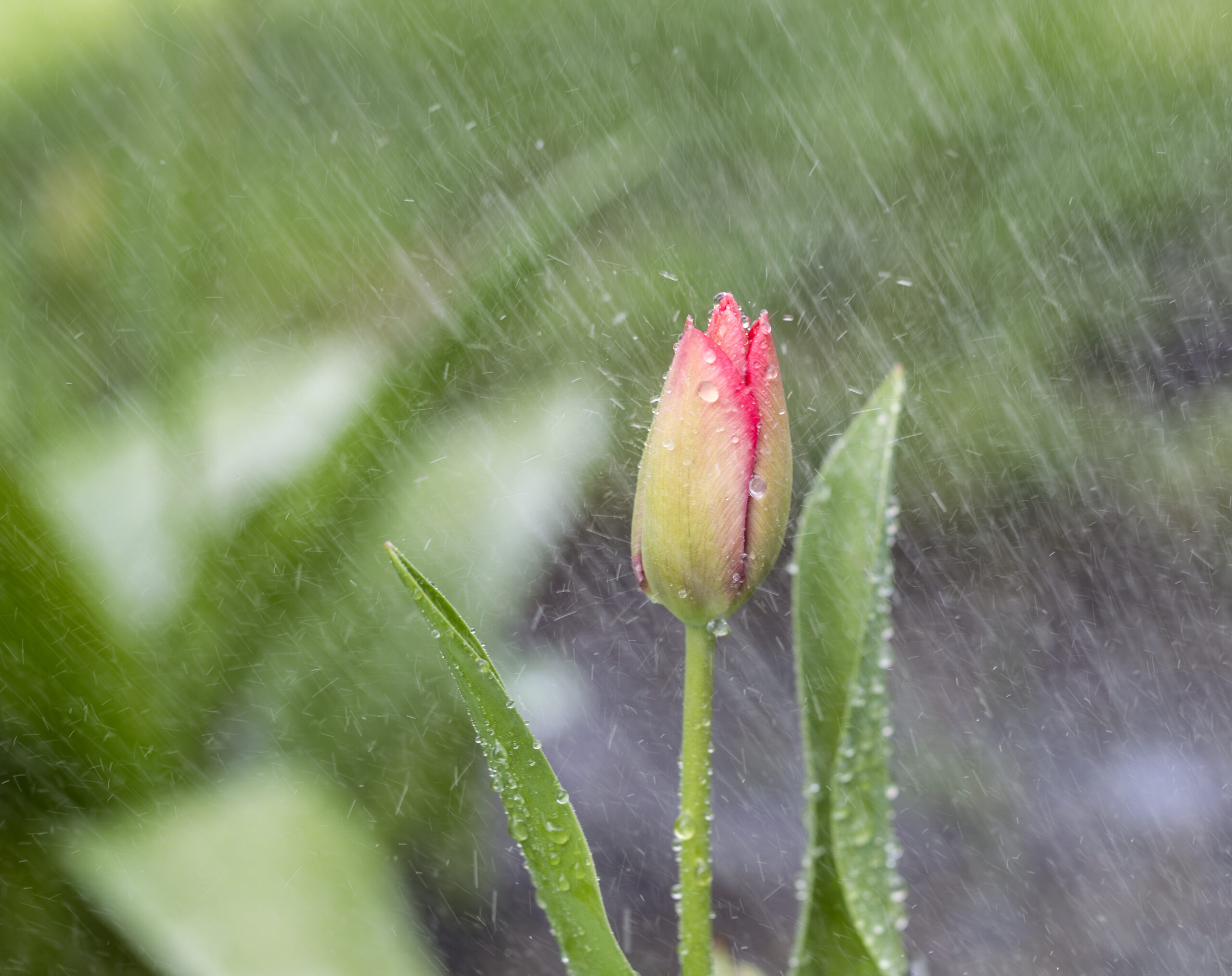 Погода у Запоріжжі 25 квітня – чи будуть дощі