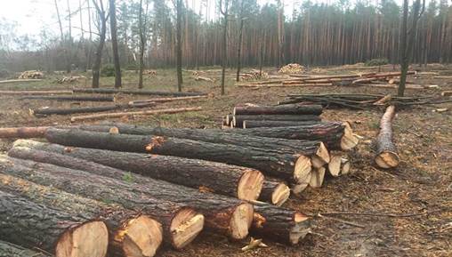 Оккупанты занялись вырубкой леса в Мелитополе