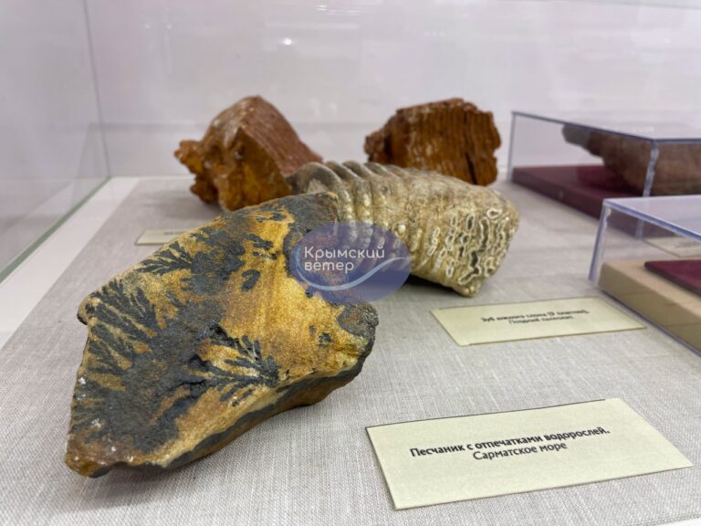 Оккупанты опустошили музеи Запорожской области и вывезли ценные экспонаты в Крым