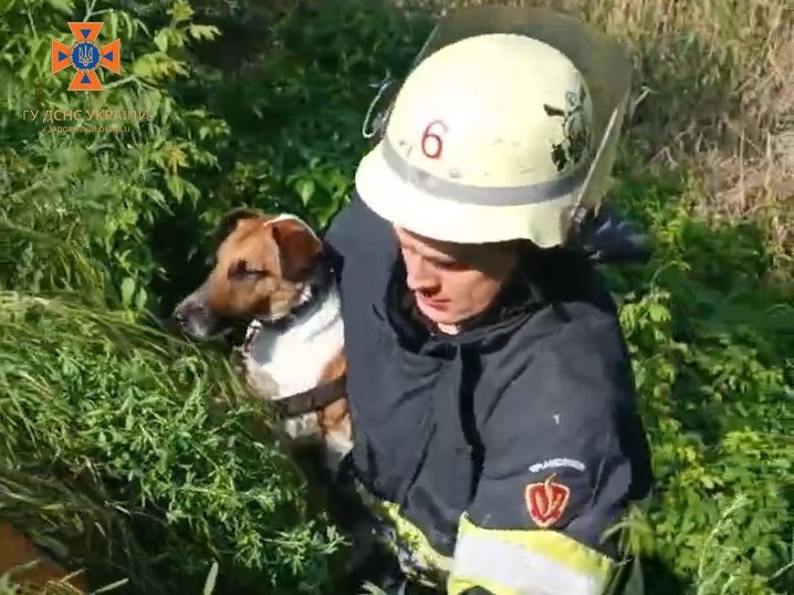 Спасатели в Запорожье спасли домашнего пса