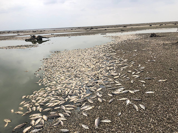 Зафиксирована массовая гибель рыбы в Запорожском районе