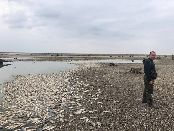 Под Запорожьем погибли две тонны речной рыбы, — ОВА