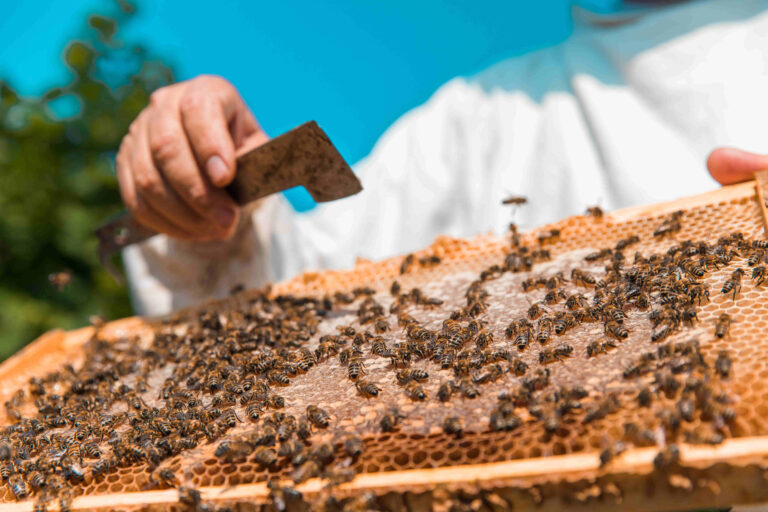 Запоріжці можуть відвідати бджолярню та скуштувати питний мед