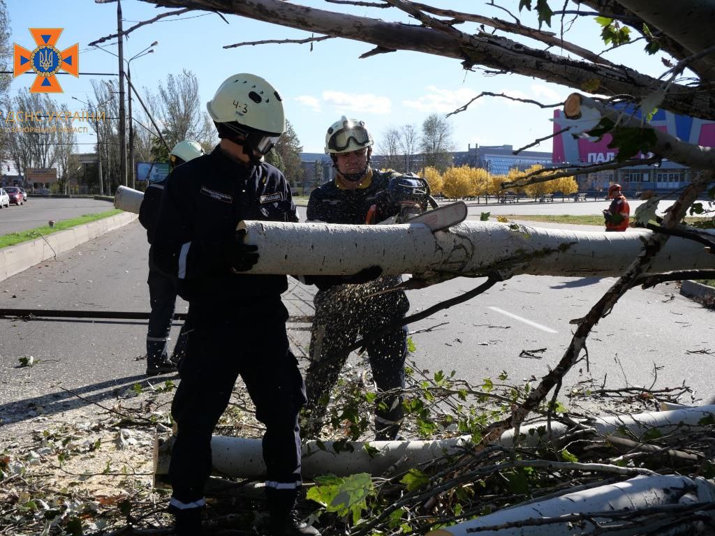 Из-за порывов ветра в Запорожье на дорогу упало дерево (ФОТО)