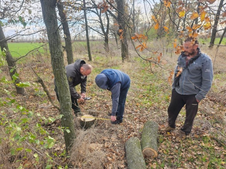 В Запорожском районе “черный лесоруб” уничтожил дубы на 20 тыс грн