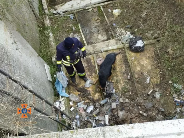 Запорожские спасатели достали собаку, которая упала в яму