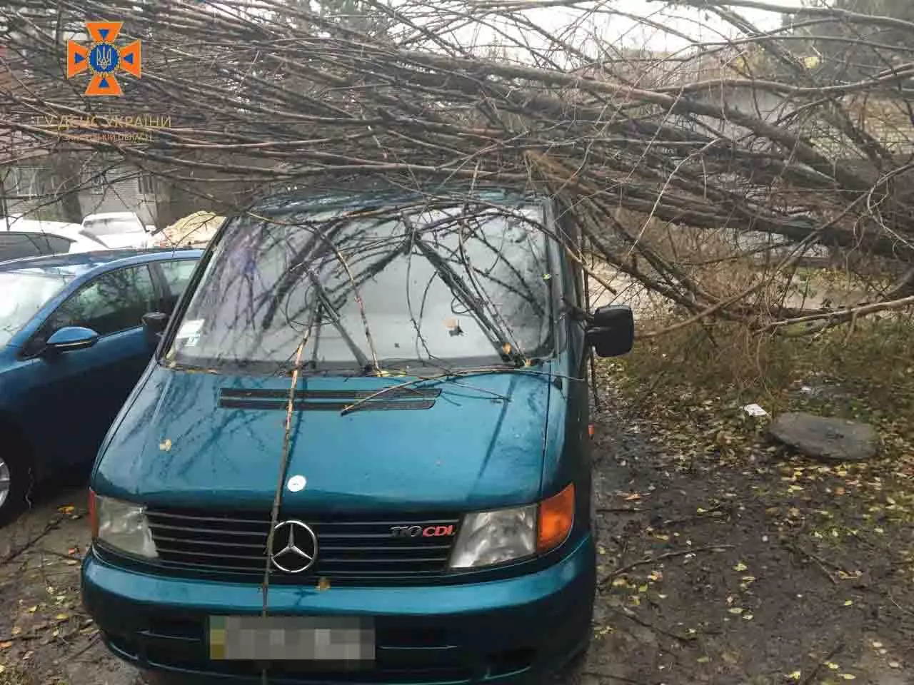 Дерево впало на автомобіль у Запоріжжі