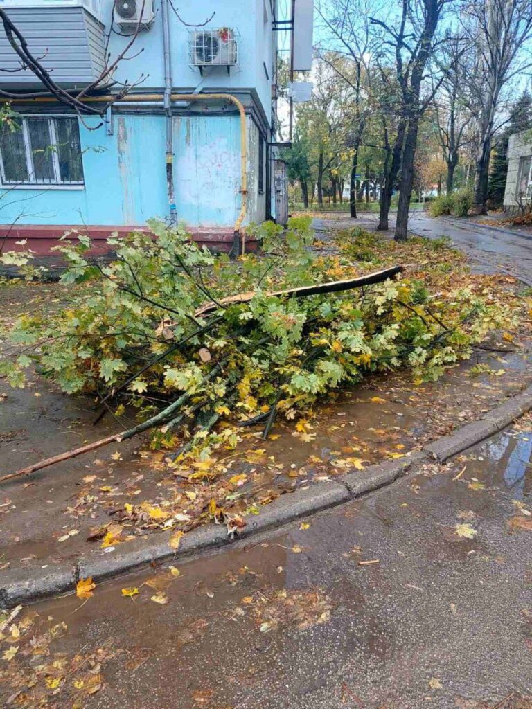 Попадали деревья: последствия непогоды в Запорожье (ФОТО)
