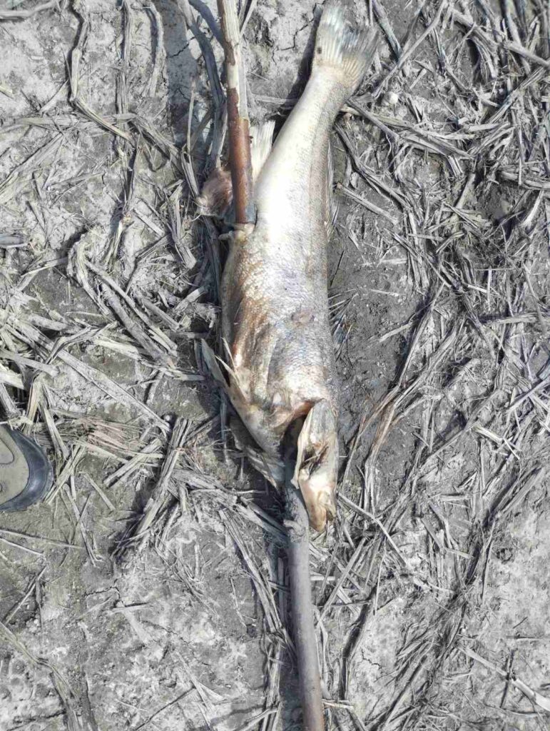 У Запоріжжі загинула риба в Дніпрі через витік нафти з ДніпроГЕС