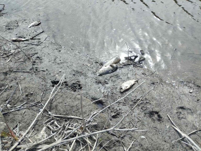 У Запоріжжі в Дніпрі загинула риба через витік нафти з ДніпроГЕС (ФОТО)