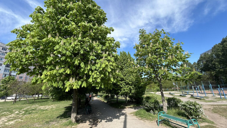 Міський парк у Запоріжжі прибрали комунальники: як він виглядає зараз (ФОТО)