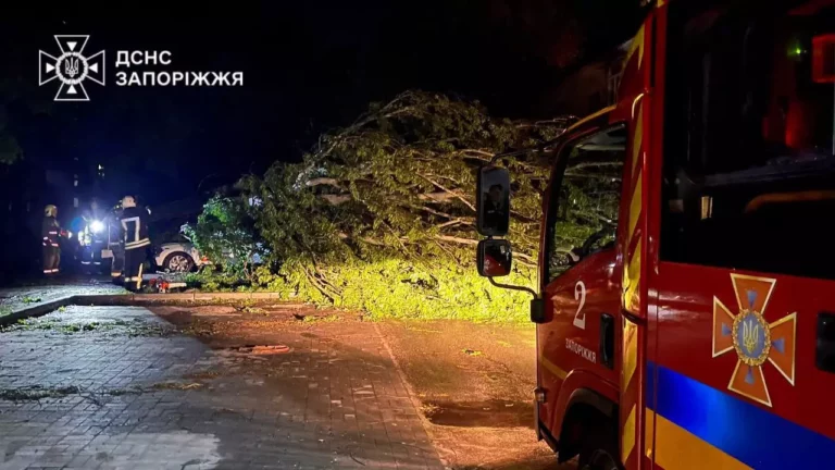Дерево упало на автомобили и общественный транспорт в Запорожье