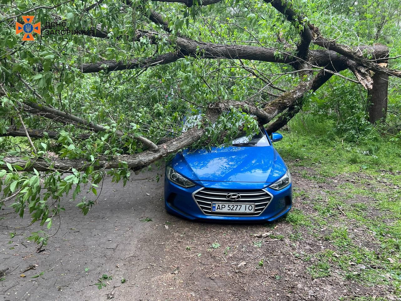 Дерево упало на автомобиль во время непогоды в Запорожье (ФОТО)