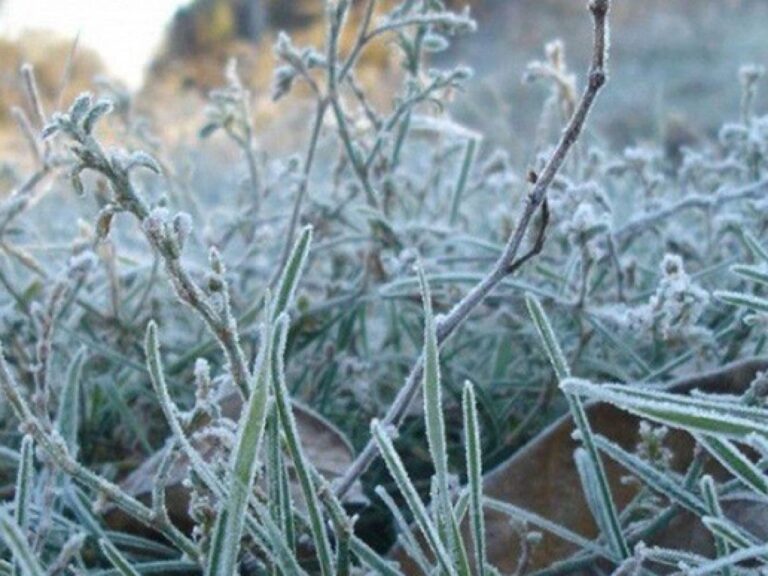 Заморозки в Запоріжжі: синоптики попередили про різке похолодання