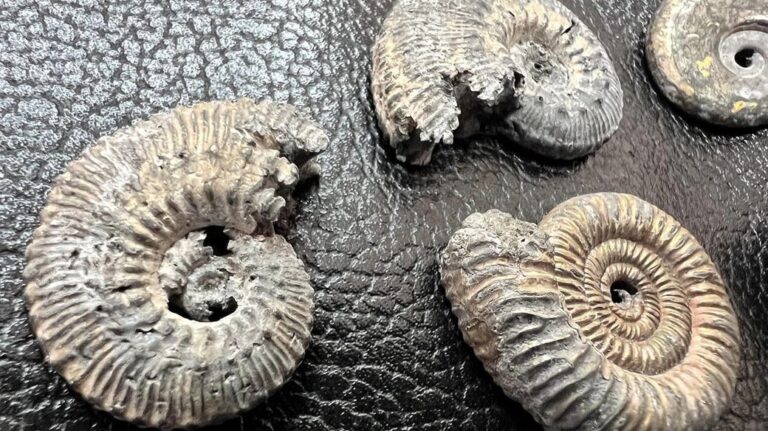Международную посылку из Запорожья в Канаду задержали на таможне: в ней были моллюски возрастом в 149 миллионов лет