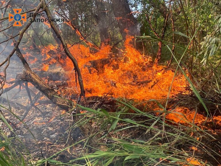 У Запоріжжі зайнялася пожежа на відкритій території: як її гасили (ФОТО)