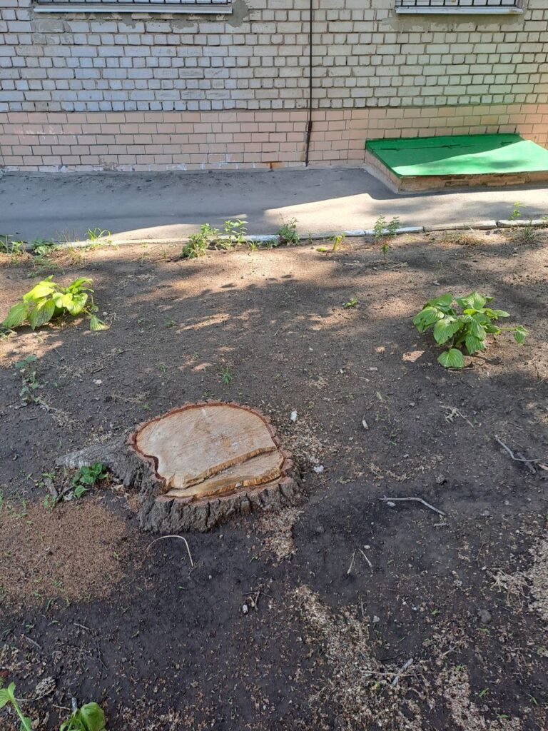 ОСББ у Запоріжжі вирубували дерева без дозволів (ФОТО)