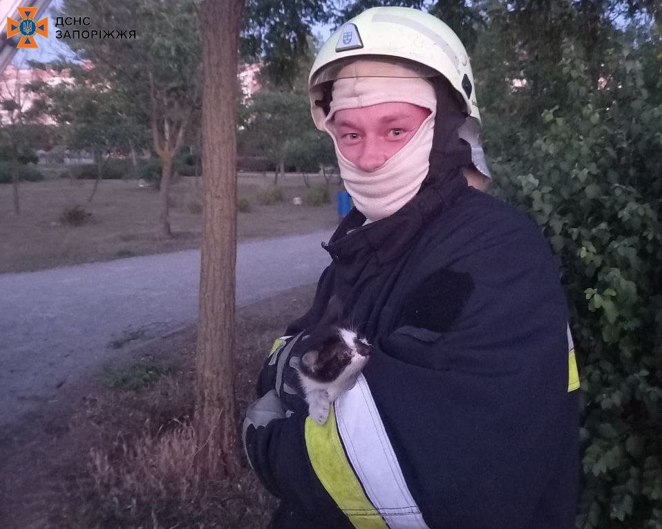 Запорожские спасатели сняли с дерева пушистого котика
