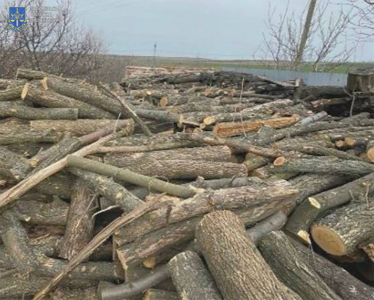 Понад рік незаконно вирубували дерева в Запорізькій області: трьом чоловікам повідомлено про підозру