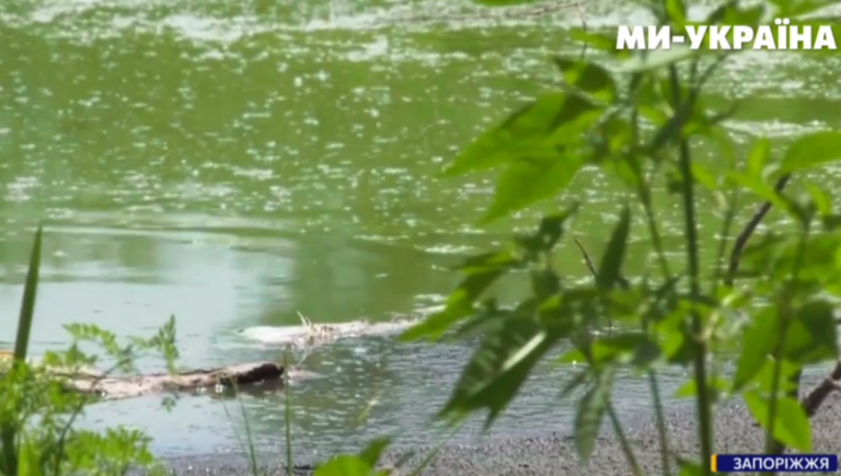 “Озеро перетворюється на калюжу”: екологи розповіли про стан водойм у Запоріжжі