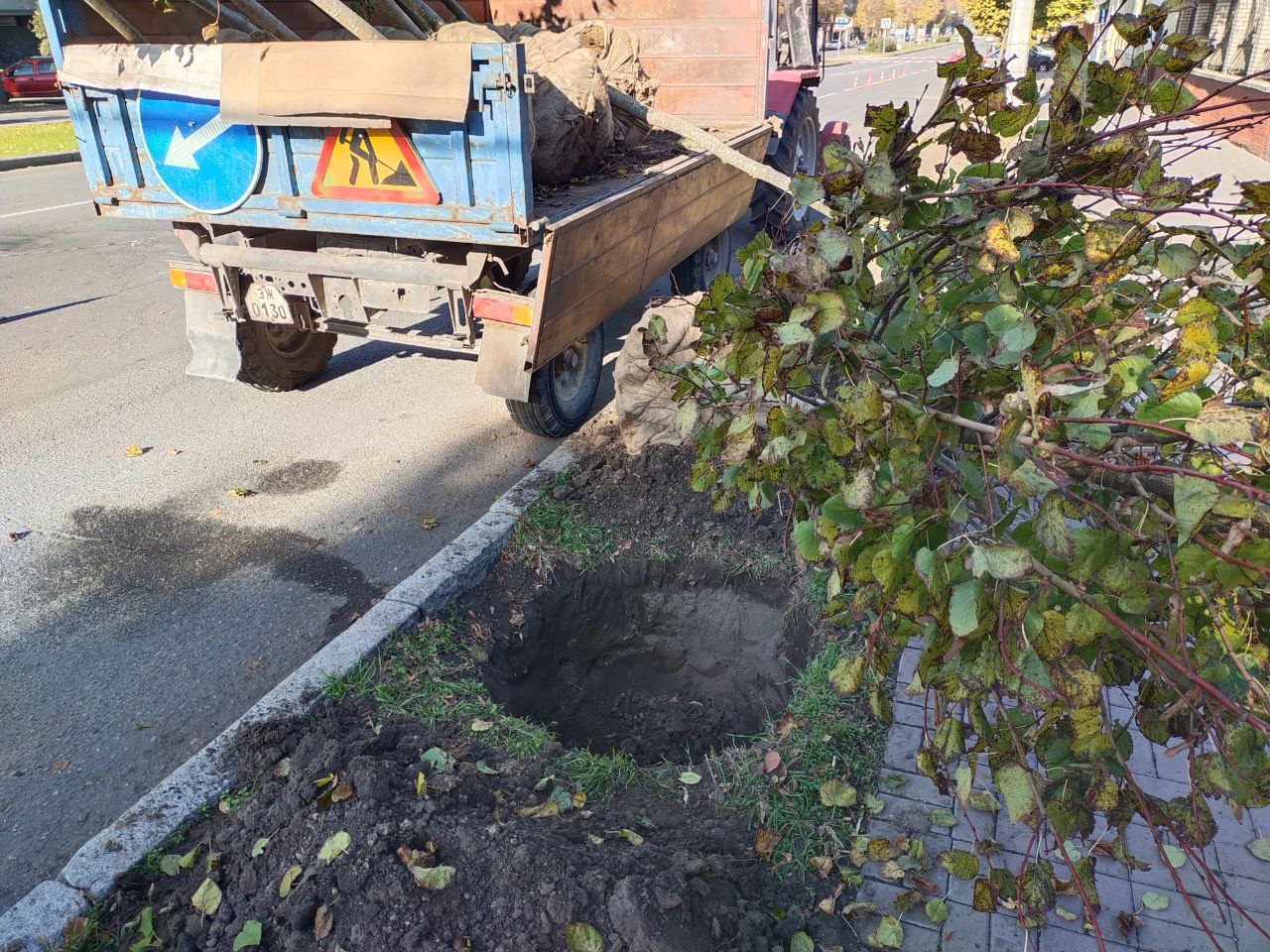 В Запорожье высаживают липы вдоль проспекта Соборного: озеленение города