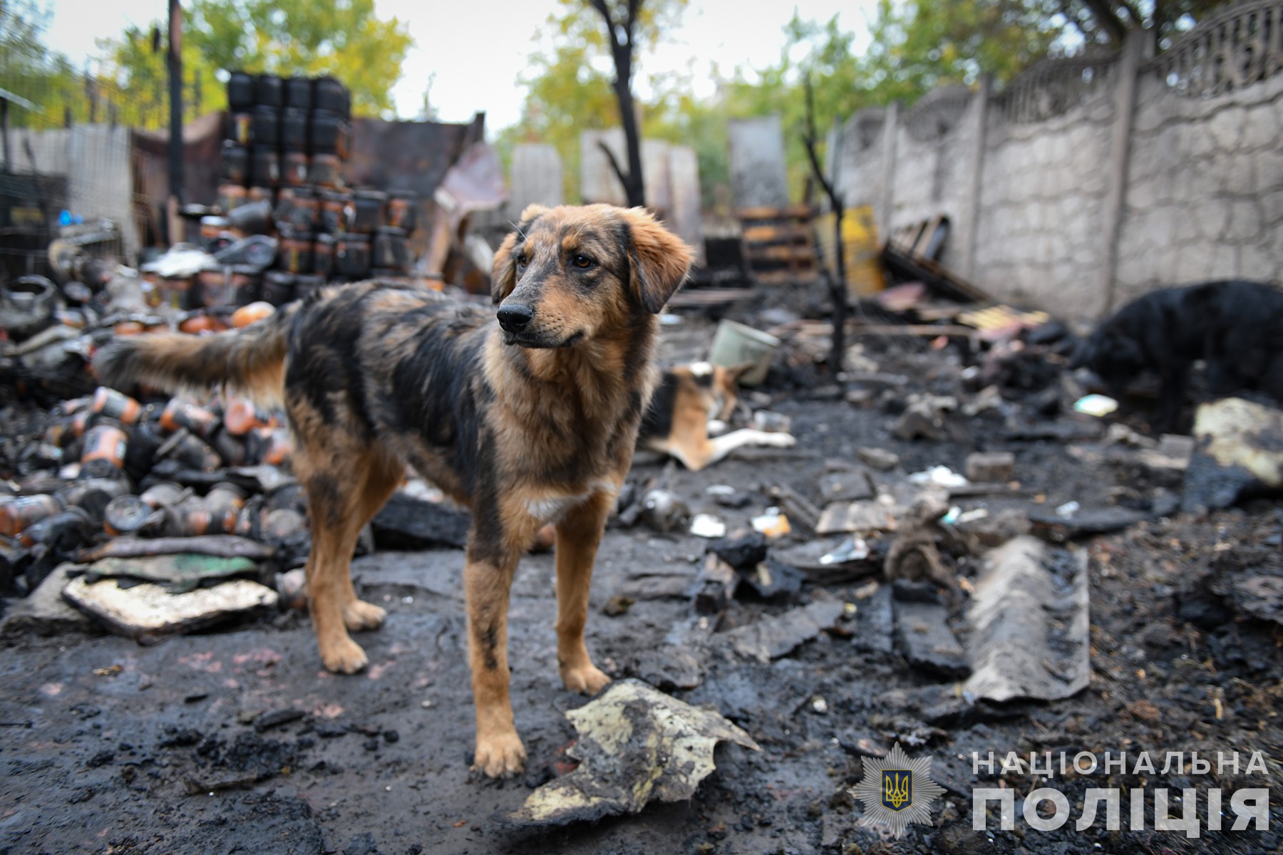 В полиции назвали причину пожара в запорожском приюте для собак (ФОТО)