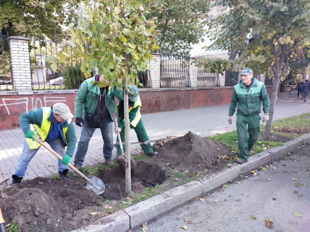 На проспекті Соборному висаджують липи